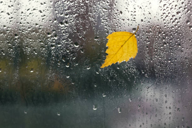 Yellow birch leaf on rain soaked window glass