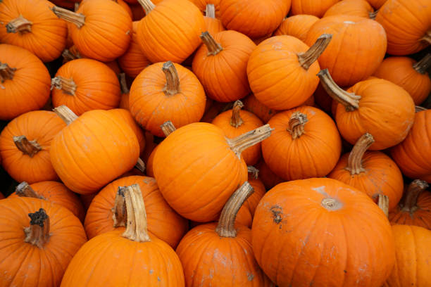 istock Pile of harvested pumpkins 1277183775