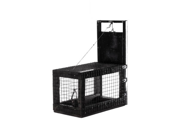 istock animal trap cage isolated on white background 1277183820