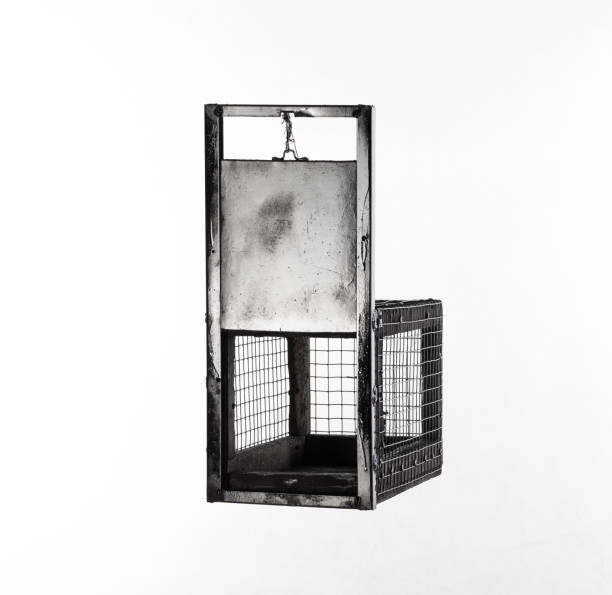 animal trap cage isolated on white background