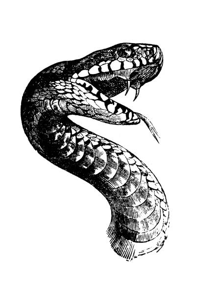 The mouth of the adder Illustration of The mouth of the adder snake stock illustrations