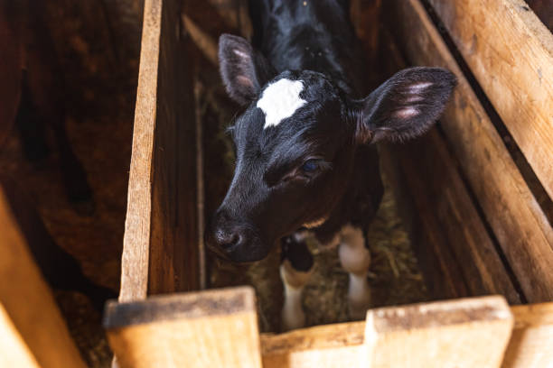 um pequeno bezerro preto com uma mancha branca na testa fica sozinho em uma barraca de vacas. agricultura, pecuária. - calf cow mother animal - fotografias e filmes do acervo