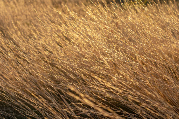 istock Dry grass shining, autumn texture golden close-up 1277184799