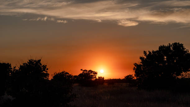 istock Sunset in wild nature dark trees silhouettes 1277184859