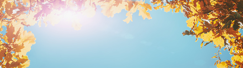 Autumn leaves web banner with copy space.