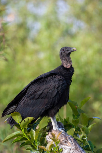 istock Black Vulture South Florida 1277184933