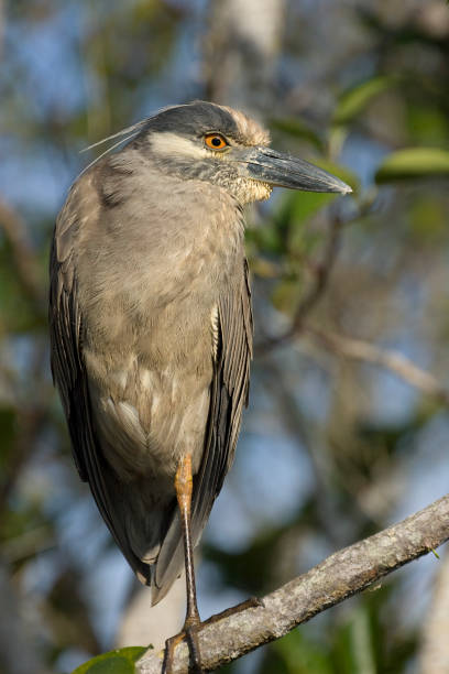 istock Black-Crowned Night-Heron South Florida 1277184940