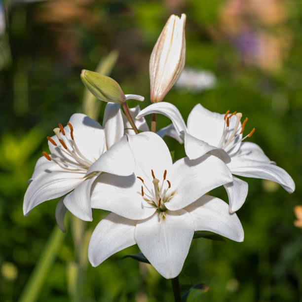 istock White lily buds and flowers 1277186129