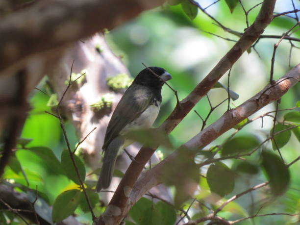 istock black-and-white seedeater bird 1277186492