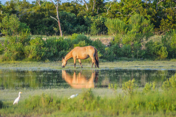 istock Chincoteague / Assateague Island Wild Ponies 1277186659