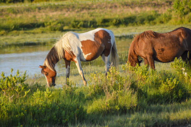 A herd of wild Ponies grazing and splashing.