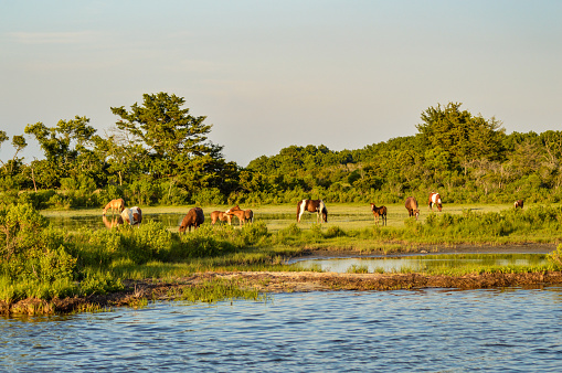 A herd of wild Ponies grazing and splashing.