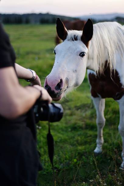 istock man with a camera stroking a horse a meadow 1277186883