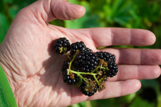 istock Ripe blackberries lying on a man's palm. Organic farming concept. 1277187404