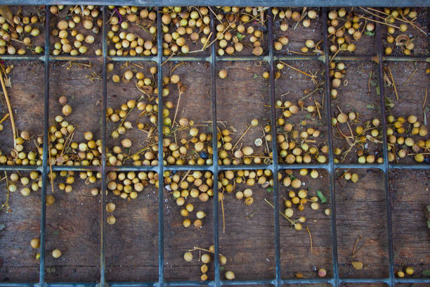 Coriander seeds scattered on a table with a steel mesh.