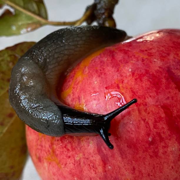 istock Close-up image of a snail on a fresh Apple 1277187823