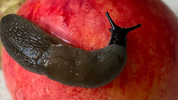 istock Close-up image of a snail on a fresh Apple 1277187852