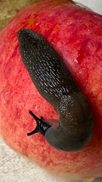 istock Close-up image of a snail on a fresh Apple 1277187856