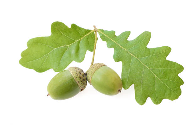 istock acorns with green oak leaves isolate on white 1277187901