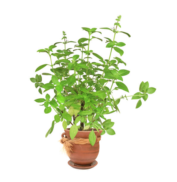 istock Branch of Lemon basil in clay flower pot 1277188130