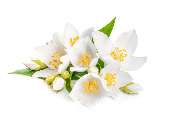 istock white jasmine flower with leaf isolated on white background 1277188186