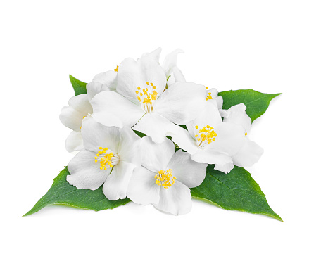 aroma composition with jasmine flowers and green leaves on white background