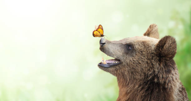 butterfly on the nose of a cheerful bea - bear hunting imagens e fotografias de stock