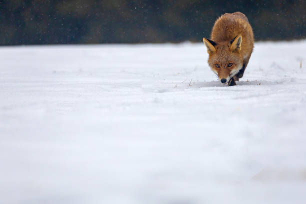 istock Red fox (Vulpes vulpes) is running in the snow. 1277188785