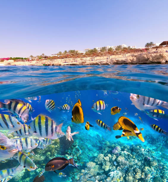 istock Underwater Colorful Tropical Fishes. 1277189318
