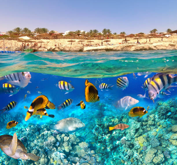 istock Underwater Colorful Tropical Fishes. 1277189320
