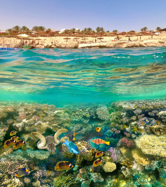 istock Underwater Colorful Tropical Fishes. 1277189322