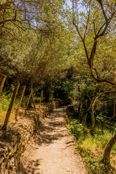 istock Italy, Cinque Terre, Corniglia, DIRT ROAD AMIDST TREES IN FOREST 1277189438