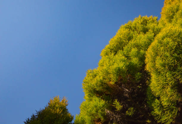 vibrant green tree leaves against blue sky background copy space. photographed in himalayan hills of sikkim.
