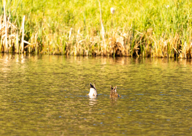 Two gadwall ducks (Mareca strepera) swim on a small pond in southern Germany during summer