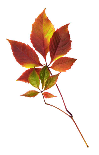 istock Colorful autumn leaves of wild grape 1277191007