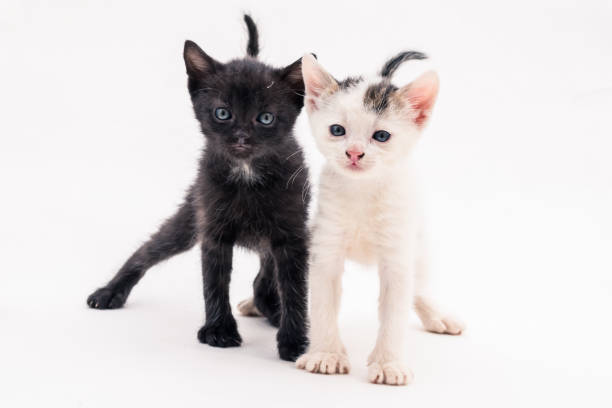 istock two adorable kitten black and white standing together isolated 1277191891