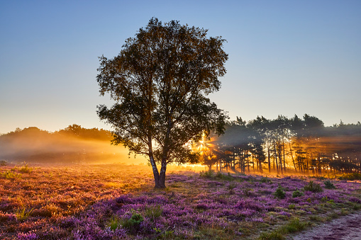 Sunrise during an early morning over blossoming heather in the Veluwe nature reserve, the Netherlands. Sun beams break through the trees on the field. There’s a layer of mist over the landscape and on the right is a part of a path.