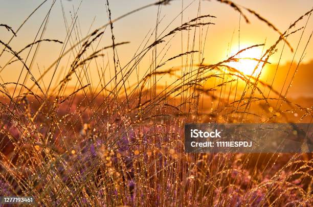 Grass During Sunrise Stock Photo - Download Image Now - Dew, Landscape - Scenery, Netherlands