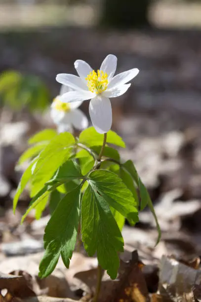 Anemone nemorosa flowering spring flowers, wood anemones in bloom, white petals, also called wood anemone,  windflower, thimbleweed and smell fox