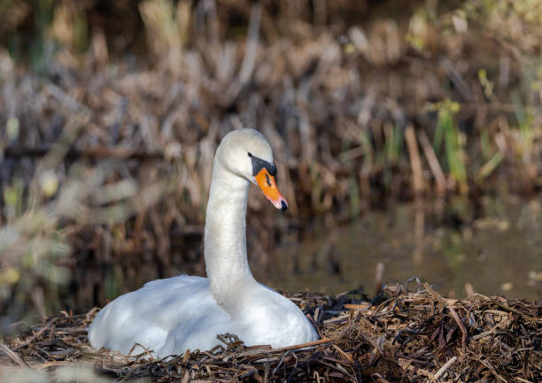 istock A female mute swan is brooding in its nest in southern Germany 1277193703