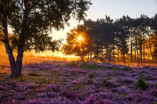 istock Blossoming heather at sunrise 1277193795