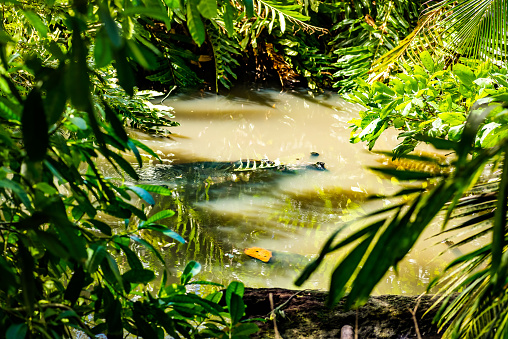 Wild caiman in the nature habitat, wild brasil, brasilian wildlife, pantanal, green jungle, south american nature and wild, dangereous