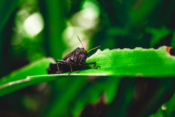 istock Black lubber grasshopper in the Costa Rican rainforest 1277194818