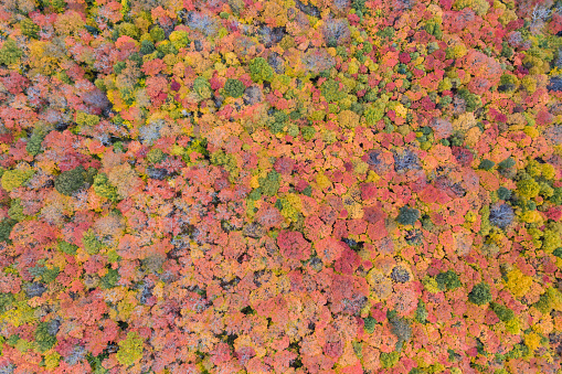 Aerial Picture of a forest in Autumn Season, Laurentian Mountains, Quebec, Canada