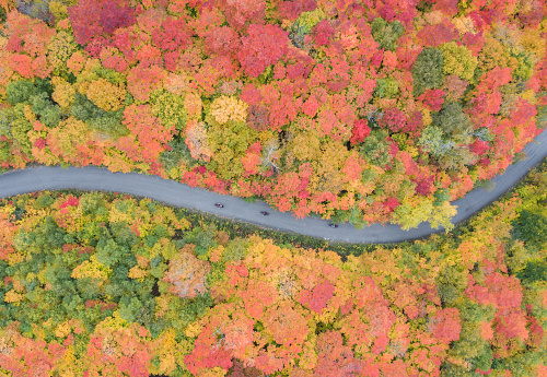Aerial View of road leading trough beautiful colorful autumn forest in sunny fall. There is three motorcycles riding on the road.