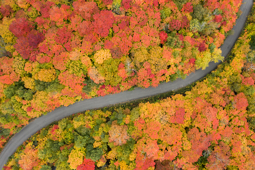 Aerial View Empty road leading trough beautiful colorful autumn forest in sunny fall