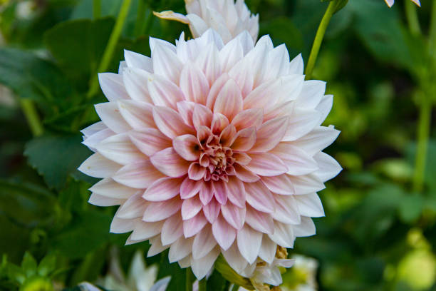 istock A single white and pink dahlia flower 1277195468