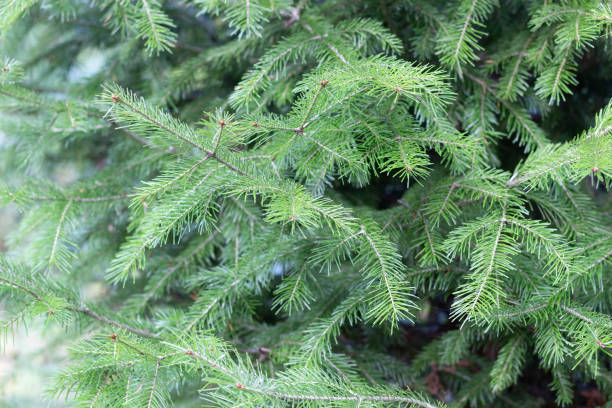 istock Brght green fresh fir tree foliage close up 1277196391
