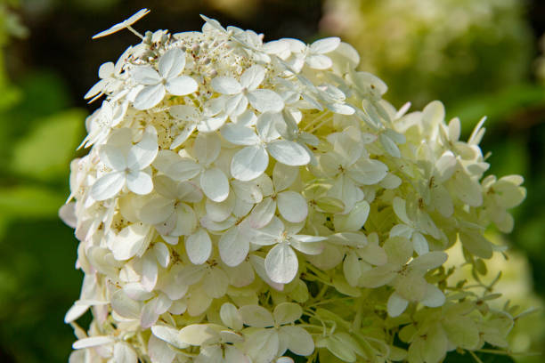 istock A cluster of white hydrangeas in a garden 1277196526
