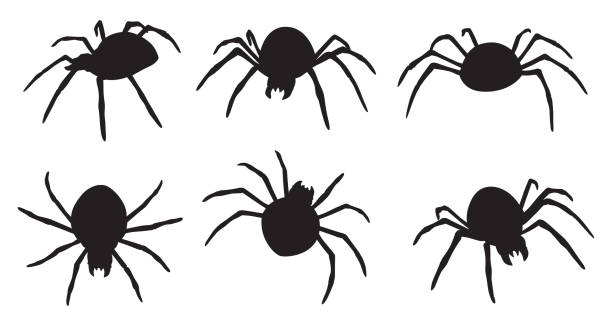 sechs spinnen silhouetten - spider stock-grafiken, -clipart, -cartoons und -symbole